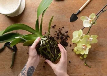 Como Cuidar de Orquídeas: Dicas para um Cultivo Saudável
