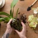 Como Cuidar de Orquídeas: Dicas para um Cultivo Saudável